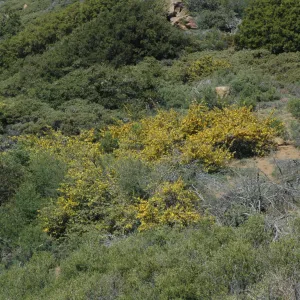 Fremontodendron californicum