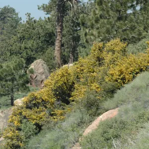 Fremontodendron californicum