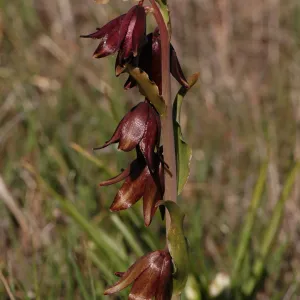 Fritillaria biflora