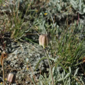 Fritillaria biflora
