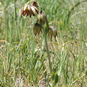 Fritillaria biflora