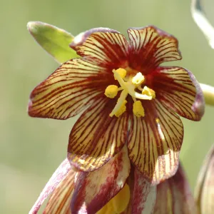 Fritillaria biflora