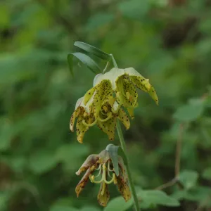 Fritillaria ojaiensis