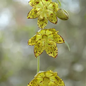 Fritillaria ojaiensis