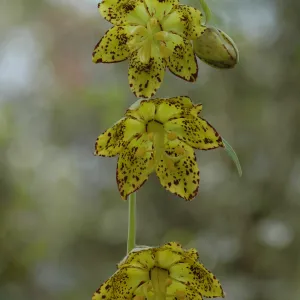 Fritillaria ojaiensis
