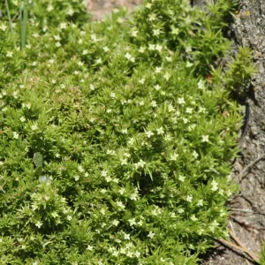 Galium andrewsii ssp. andrewsii