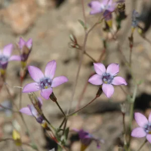 Gilia ochroleuca