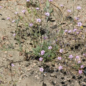 Gilia ochroleuca