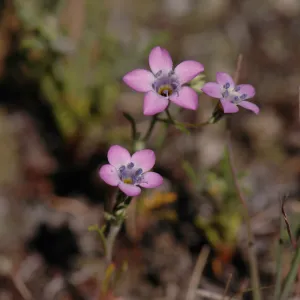Gilia ochroleuca subsp. bizonata