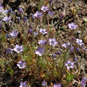 Gilia ochroleuca subsp. bizonata