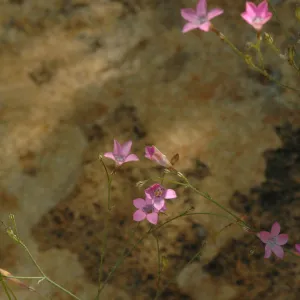 Gilia splendens subsp. grantii