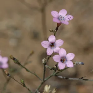 Gilia splendens subsp. grantii