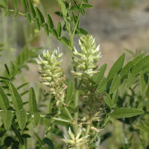 Glycyrrhiza lepidota