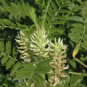 Glycyrrhiza lepidota