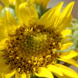 Grindelia camporum
