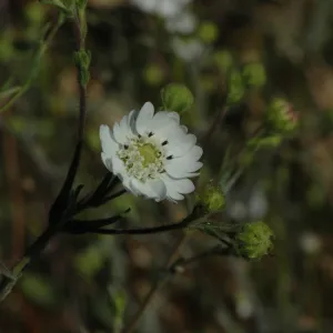 Hemizonia congesta subsp. luzuilfolia