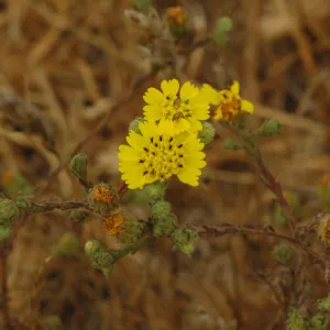 Hemizonia increscens subsp. increscens