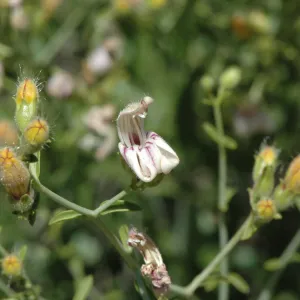 Keckiella breviflora
