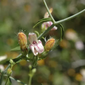 Keckiella breviflora