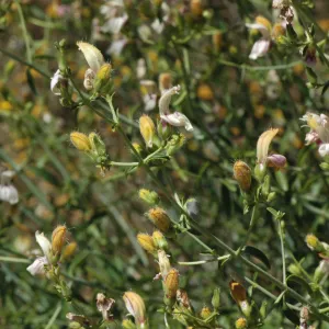 Keckiella breviflora