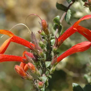 Keckiella cordifolia