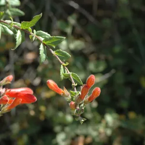 Keckiella breviflora