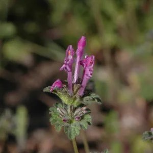 Lamium amplexicaule