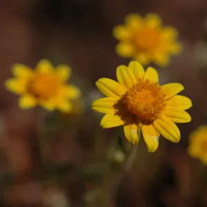 Lasthenia californica