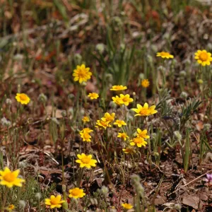 Lasthenia californica