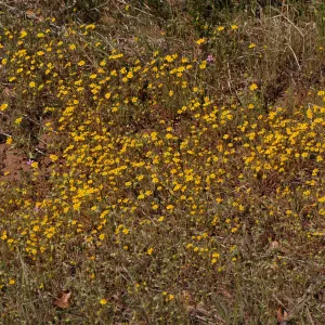 Lasthenia californica