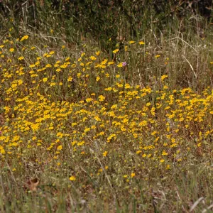 Lasthenia californica