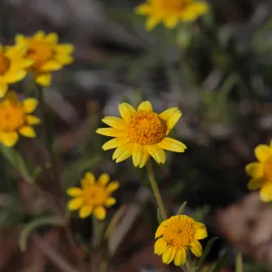 Lasthenia californica