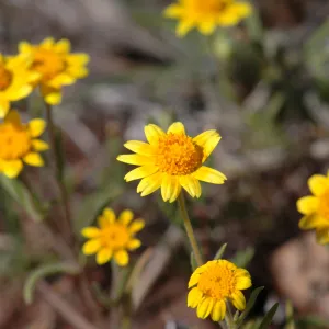 Lasthenia californica