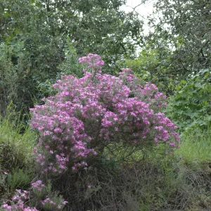 Leptodactylon californicum