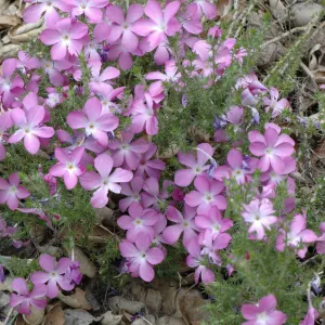 Leptodactylon californicum