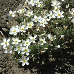 Linanthus parviflorus