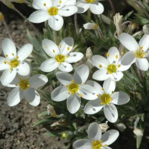 Linanthus parviflorus