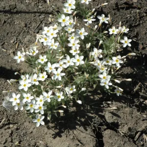 Linanthus parviflorus