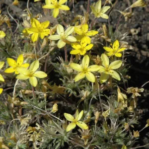 Linanthus parviflorus