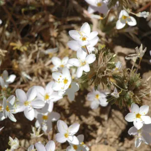 Linanthus parviflorus
