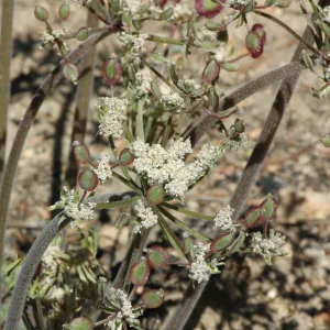 Lomatium macrocarpum