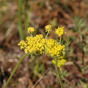 Lomatium macrocarpum