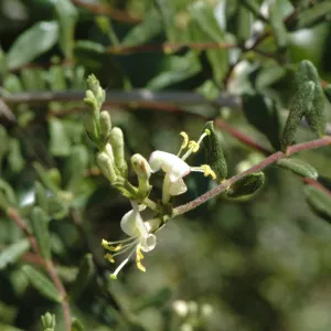 Lonicera subspicata var. subspicata