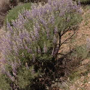 Lupinus albifrons