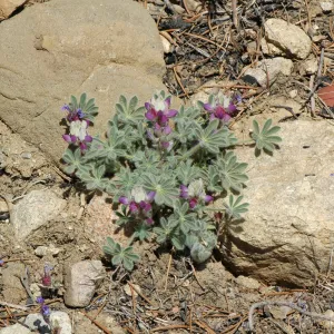 Lupinus concinnus