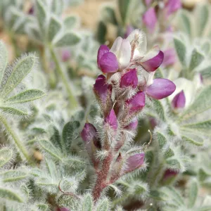 Lupinus concinnus