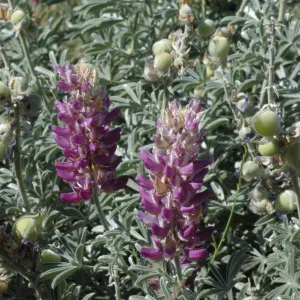 Lupinus formosus