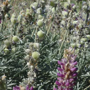 Lupinus formosus