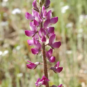 Lupinus hirsutissimus