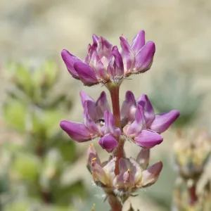 Lupinus microcarpus var. microcarpus